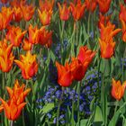 Frühling im Botanischen Garten Augsburg