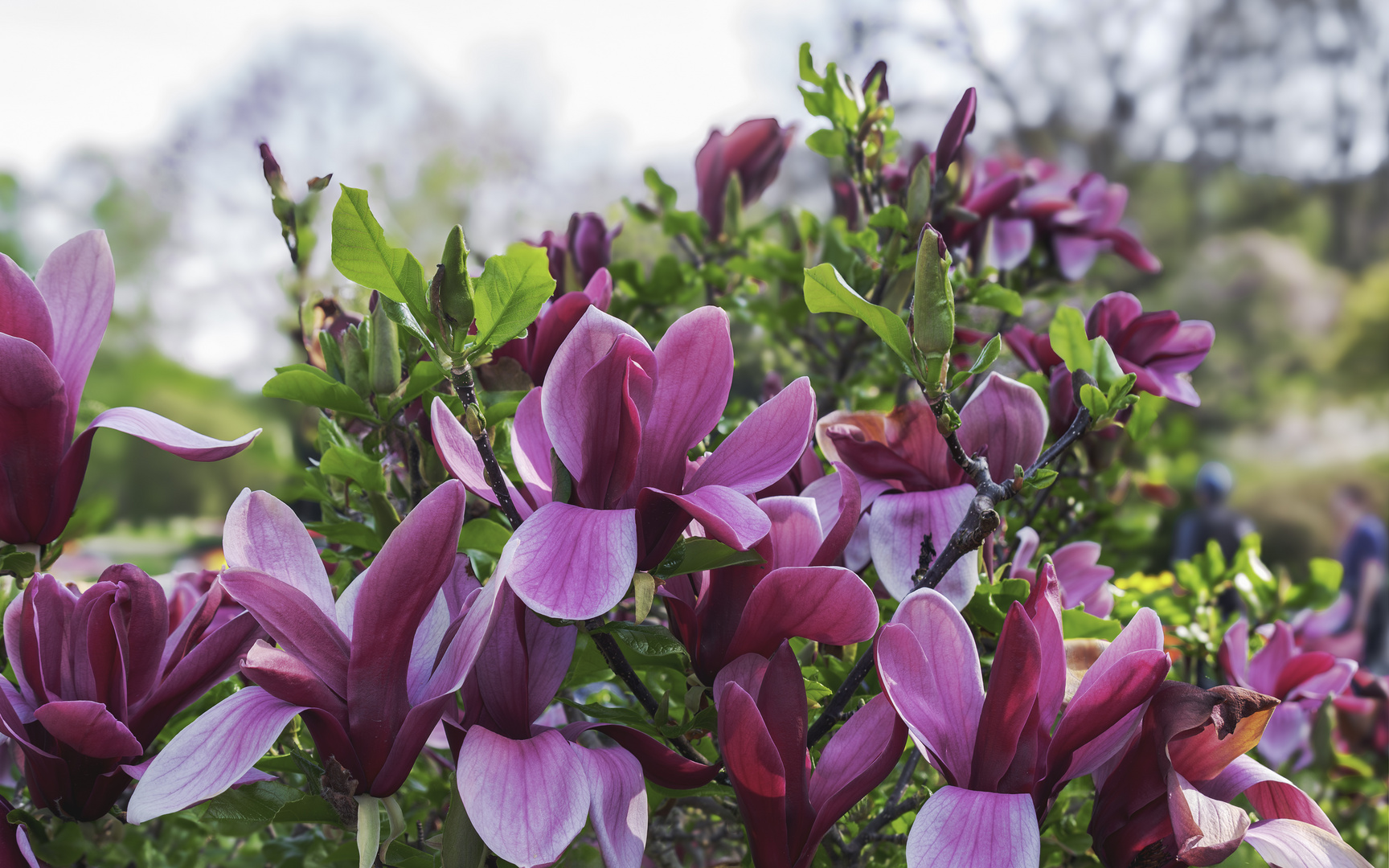 Frühling im Botanischen Garten Augsburg