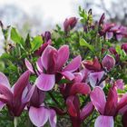 Frühling im Botanischen Garten Augsburg