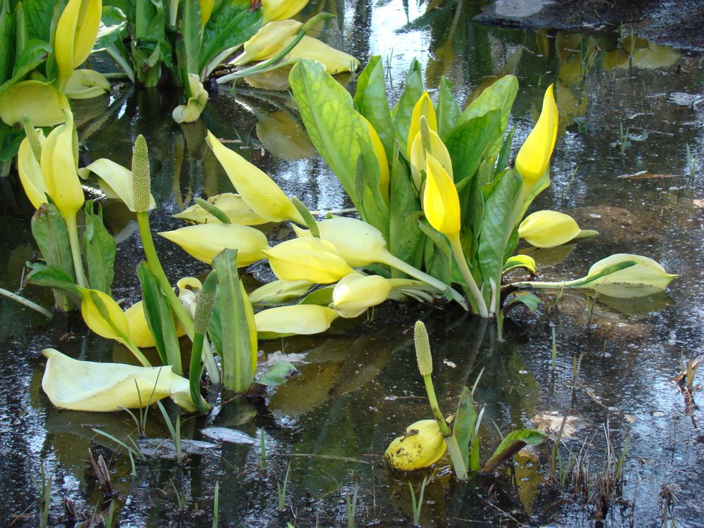 Frühling im Botanischen Garten