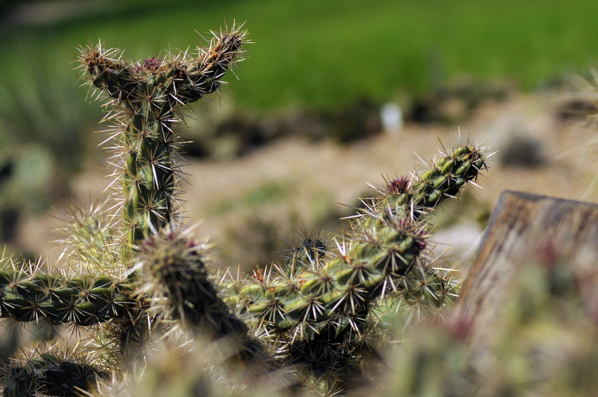 Frühling im Botanischen Garten Berlin