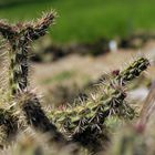 Frühling im Botanischen Garten Berlin