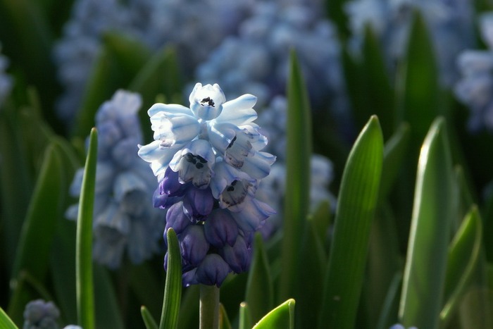 Frühling im Botanischen Garten Bern