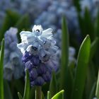 Frühling im Botanischen Garten Bern