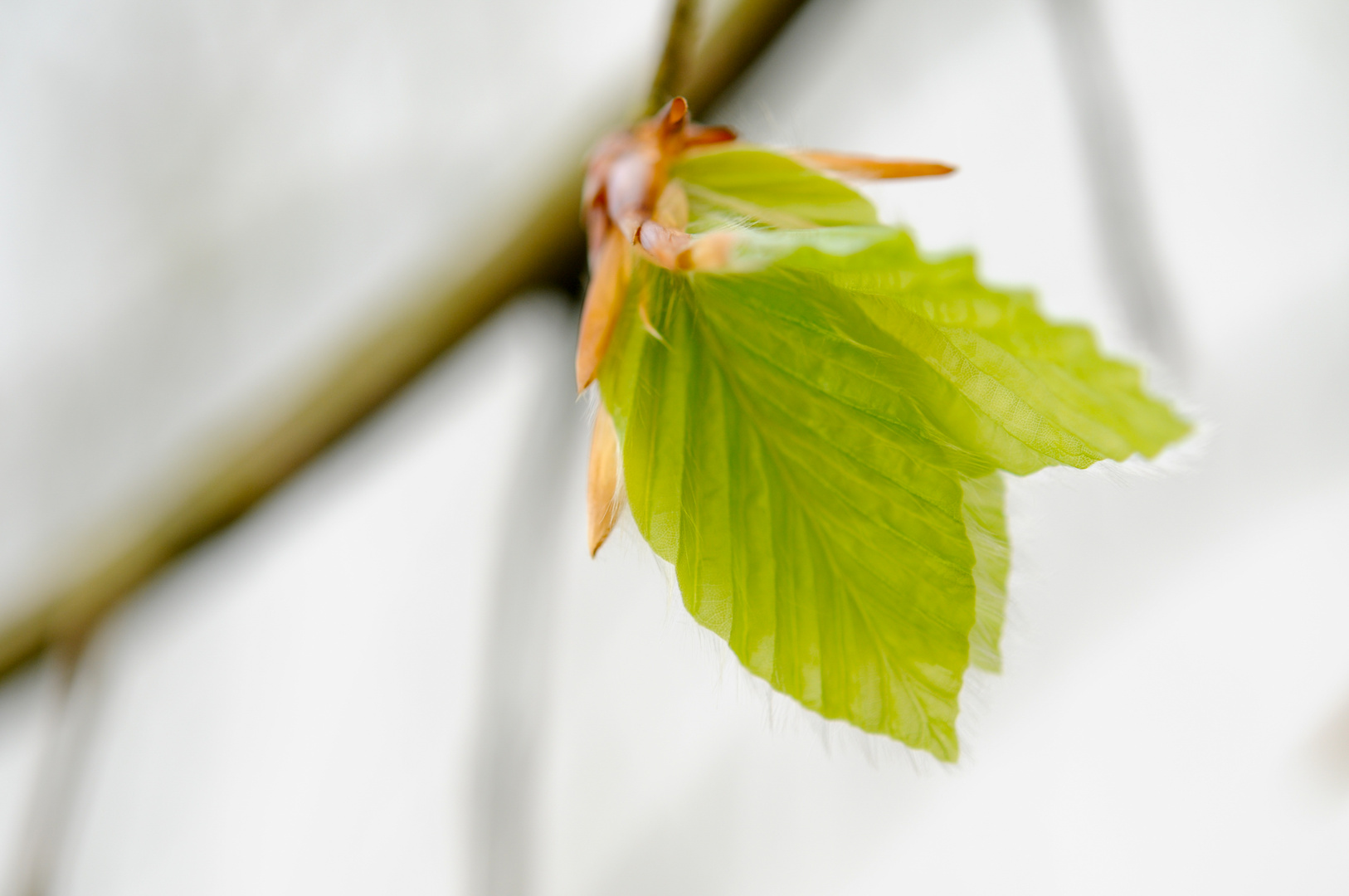 Frühling im Botanischen Garten Bochum