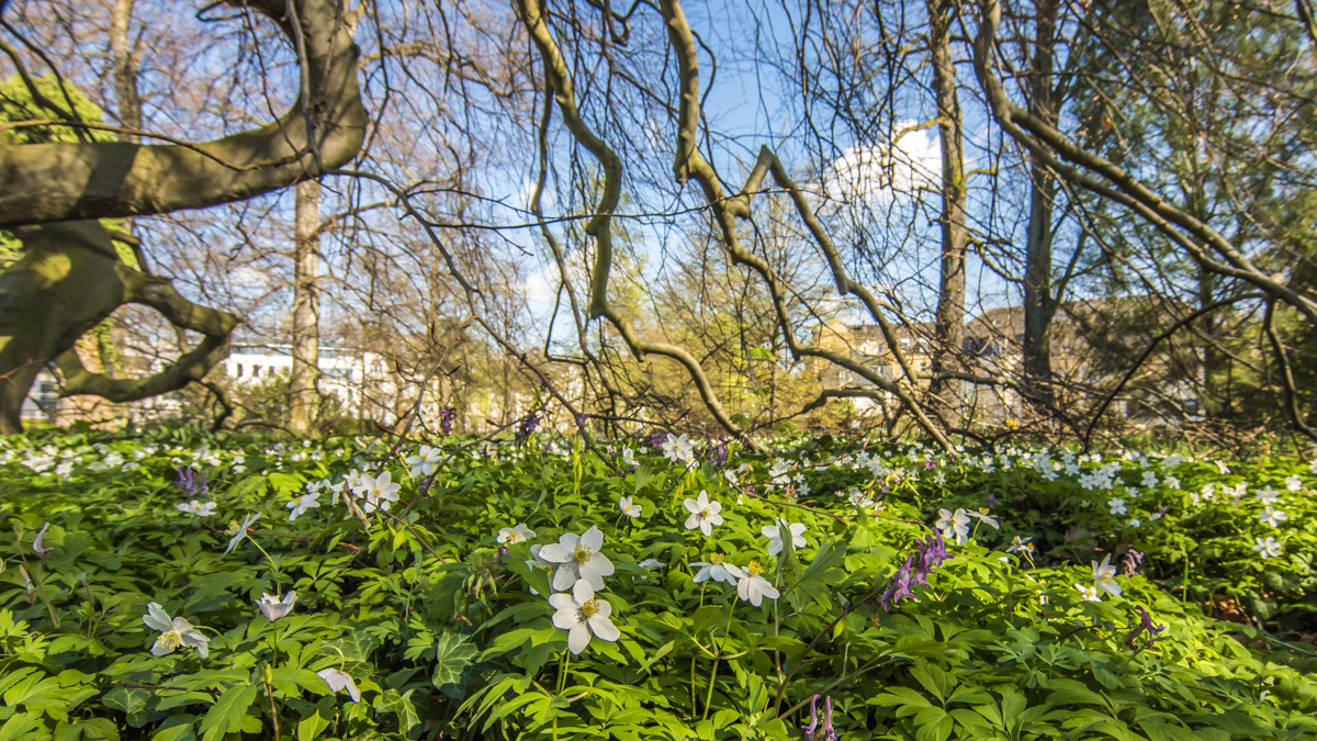 Frühling im Botanischen Garten Bonn Foto & Bild pflanzen