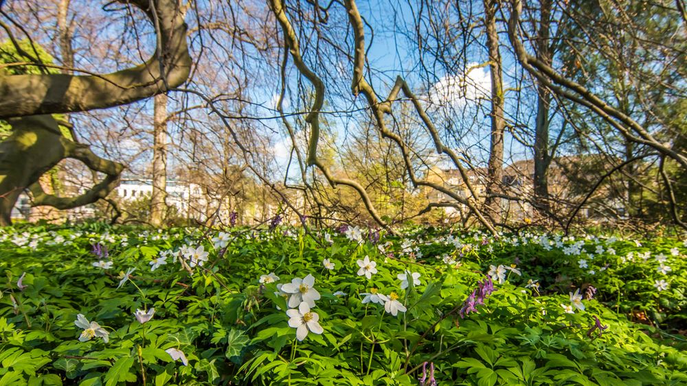 Frühling im Botanischen Garten Bonn