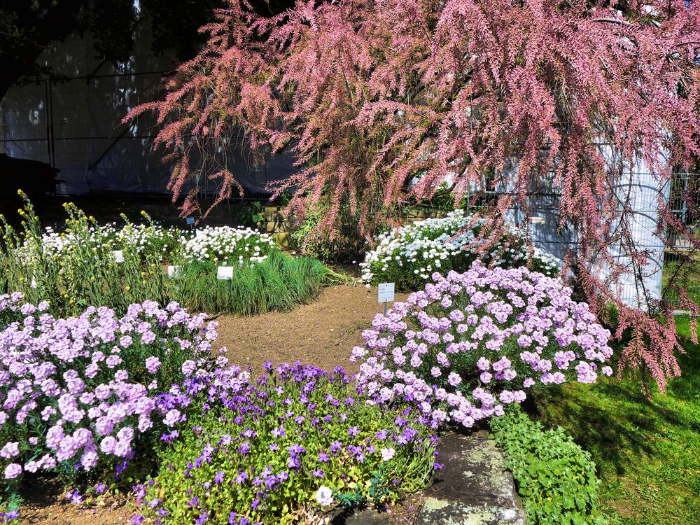 Frühling im Botanischen Garten Bonn