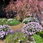 Frühling im Botanischen Garten Bonn