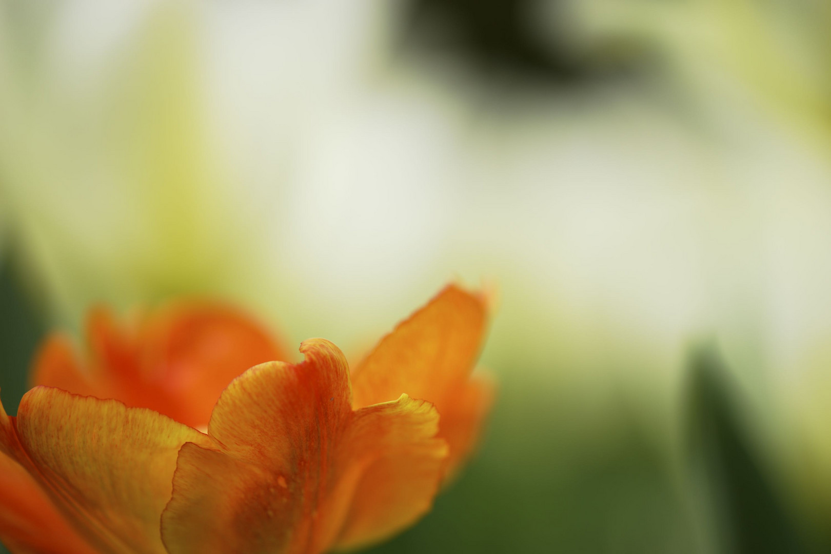 Frühling im Botanischen Garten