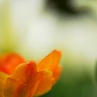 Frühling im Botanischen Garten