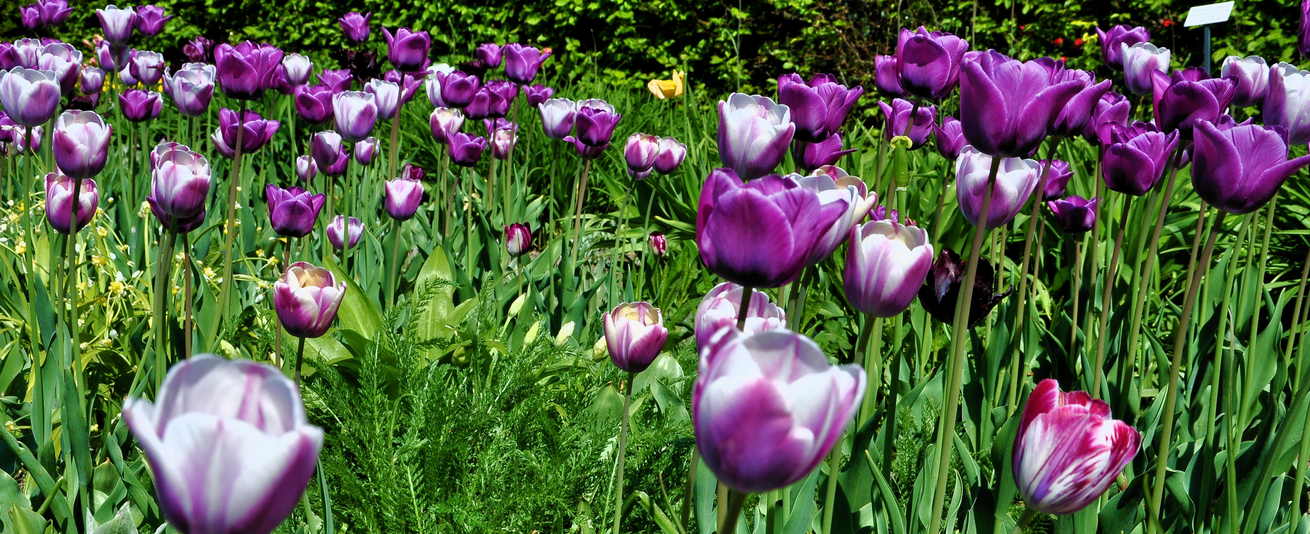 Frühling im Botanischen-Garten Chemnitz 2011.....