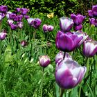 Frühling im Botanischen-Garten Chemnitz 2011.....