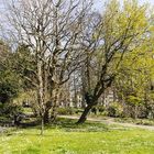 Frühling im Botanischen Garten der Uni Basel