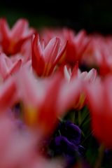 Frühling im Botanischen Garten III