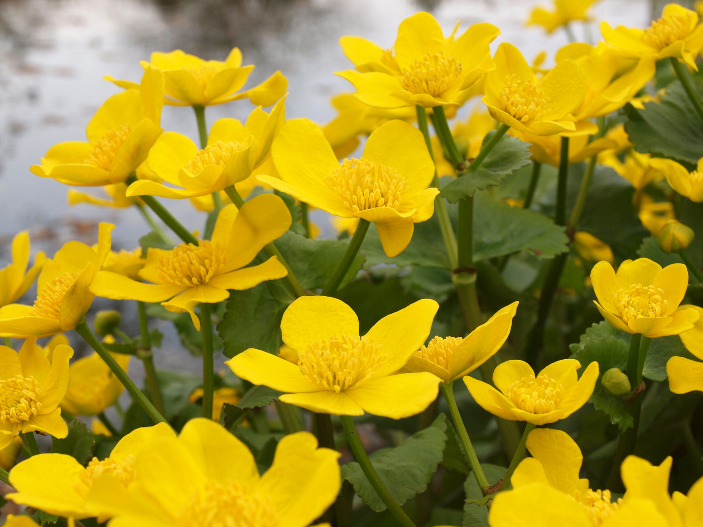 Frühling im Botanischen Garten Mainz