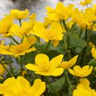 Frühling im Botanischen Garten Mainz