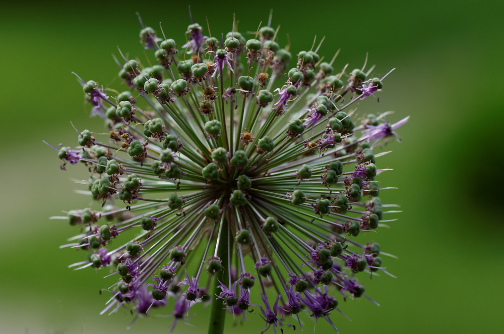 Frühling im Botanischen Garten Wien