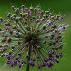 Frühling im Botanischen Garten Wien