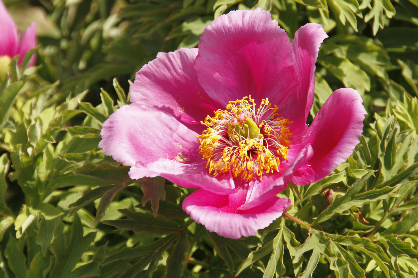 Frühling im Botanischen Garten_Marburg