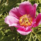 Frühling im Botanischen Garten_Marburg