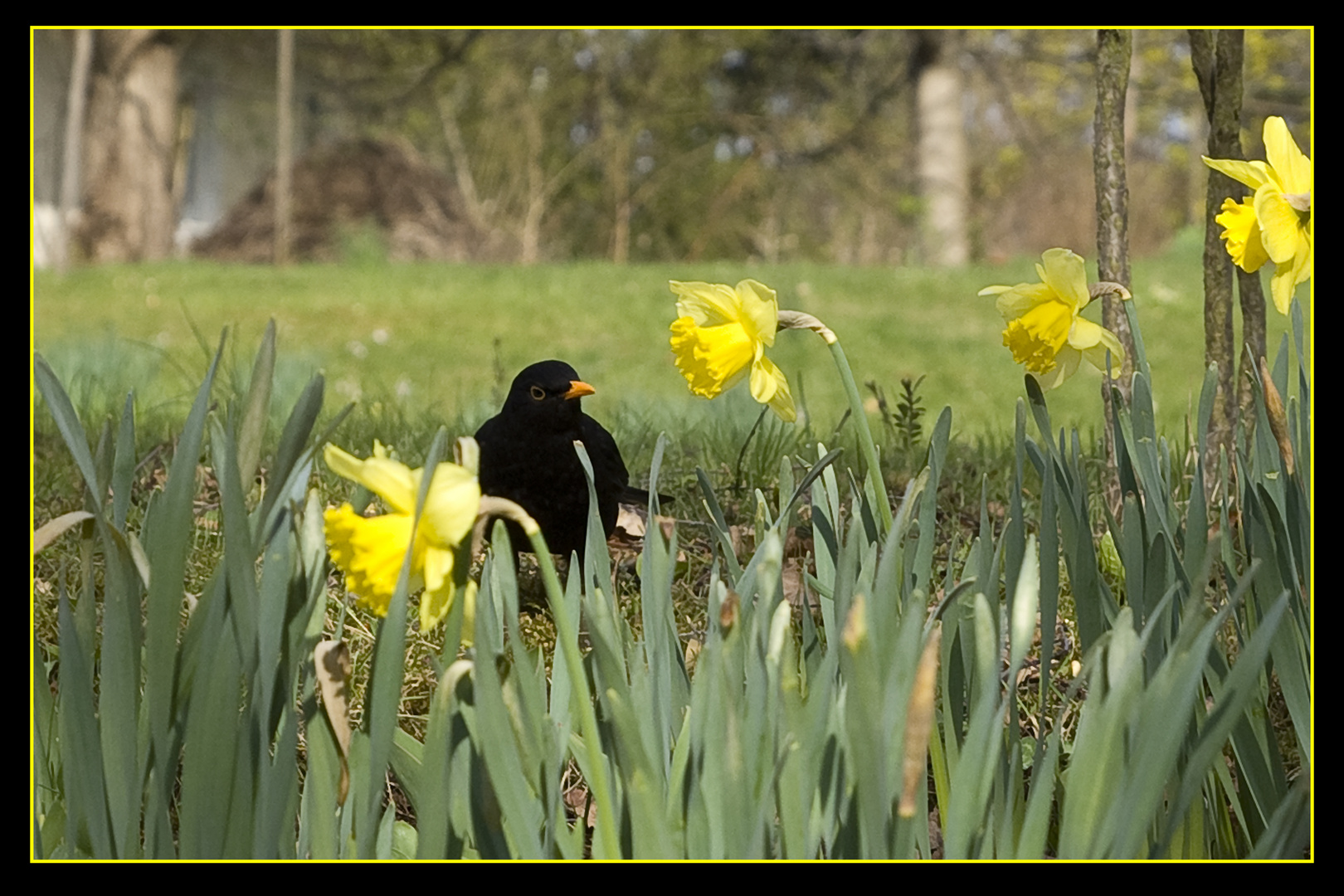 Frühling im Breisgau