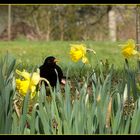 Frühling im Breisgau