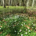 Frühling im Briesetal