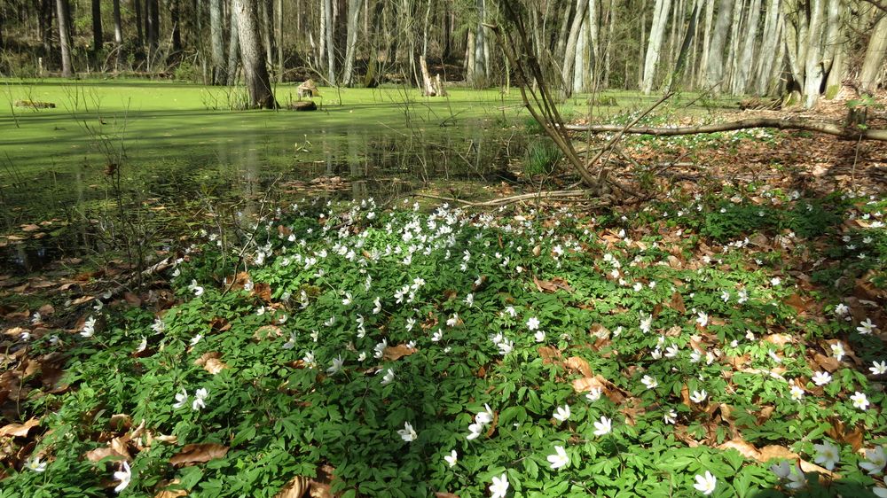 Frühling im Briesetal