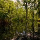 Frühling im Briesetal