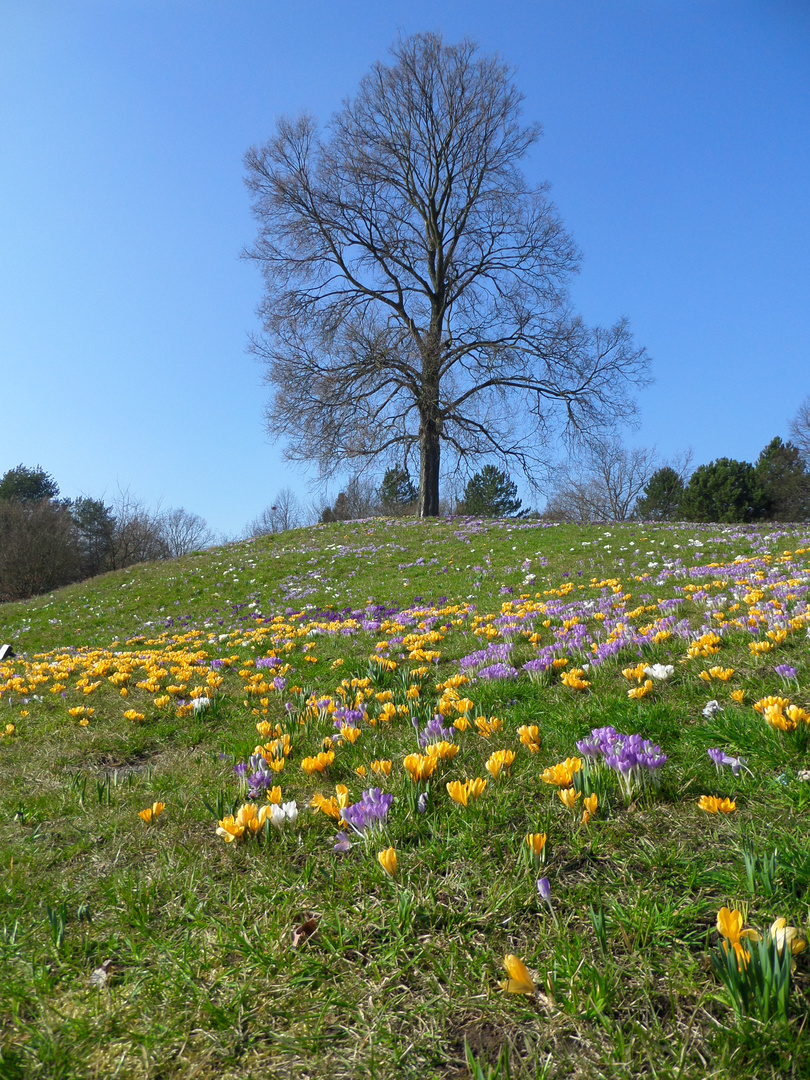 Frühling im Britzer Garten