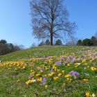 Frühling im Britzer Garten