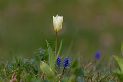 Frühling im Britzer Garten