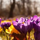 Frühling im Britzer Garten