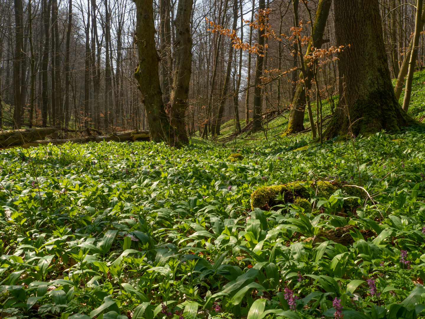 Frühling im Brunstal