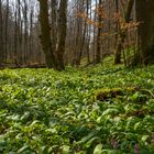 Frühling im Brunstal