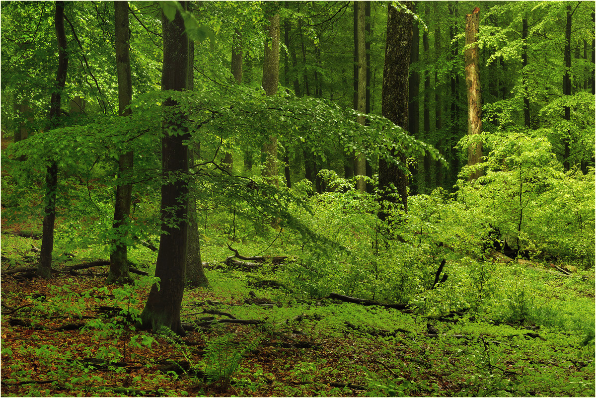 Frühling im Buchenwald