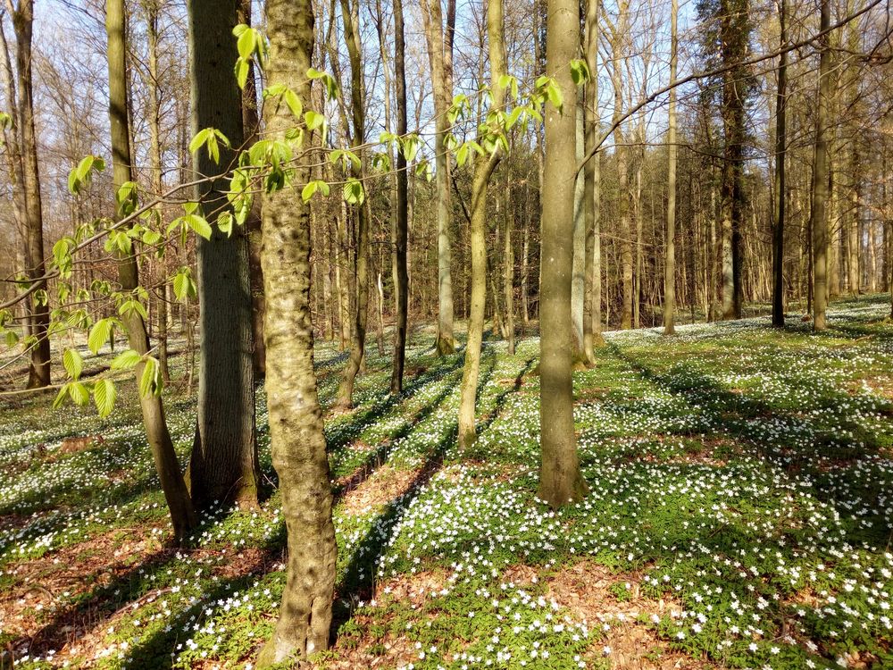 fr-hling-im-buchenwald-foto-bild-wald-b-ume-fr-hling-bilder-auf