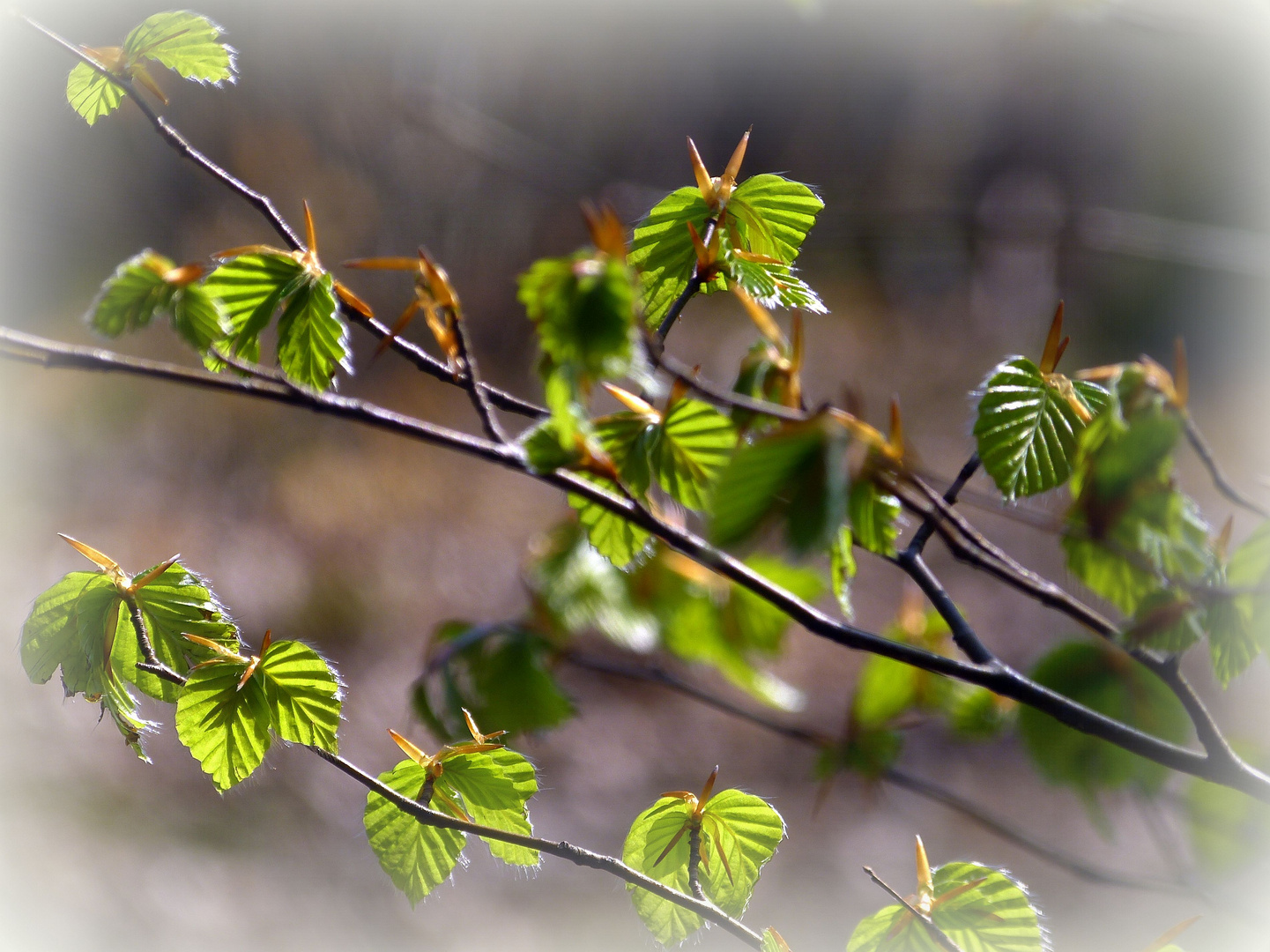 Frühling im Buchenwald***