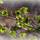 Frühling im Buchenwald***