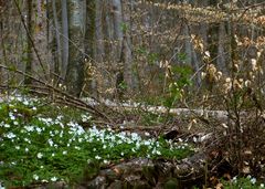 Frühling im Buchenwald**