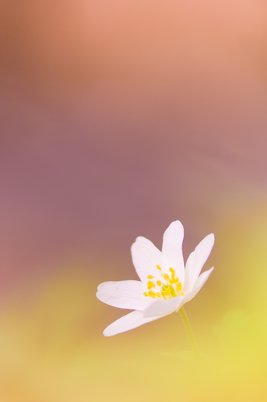 Hintergrundbilder Blumen Hochformat