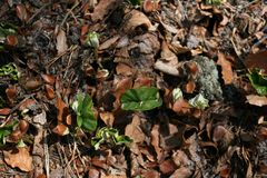 Frühling im Buchenwald