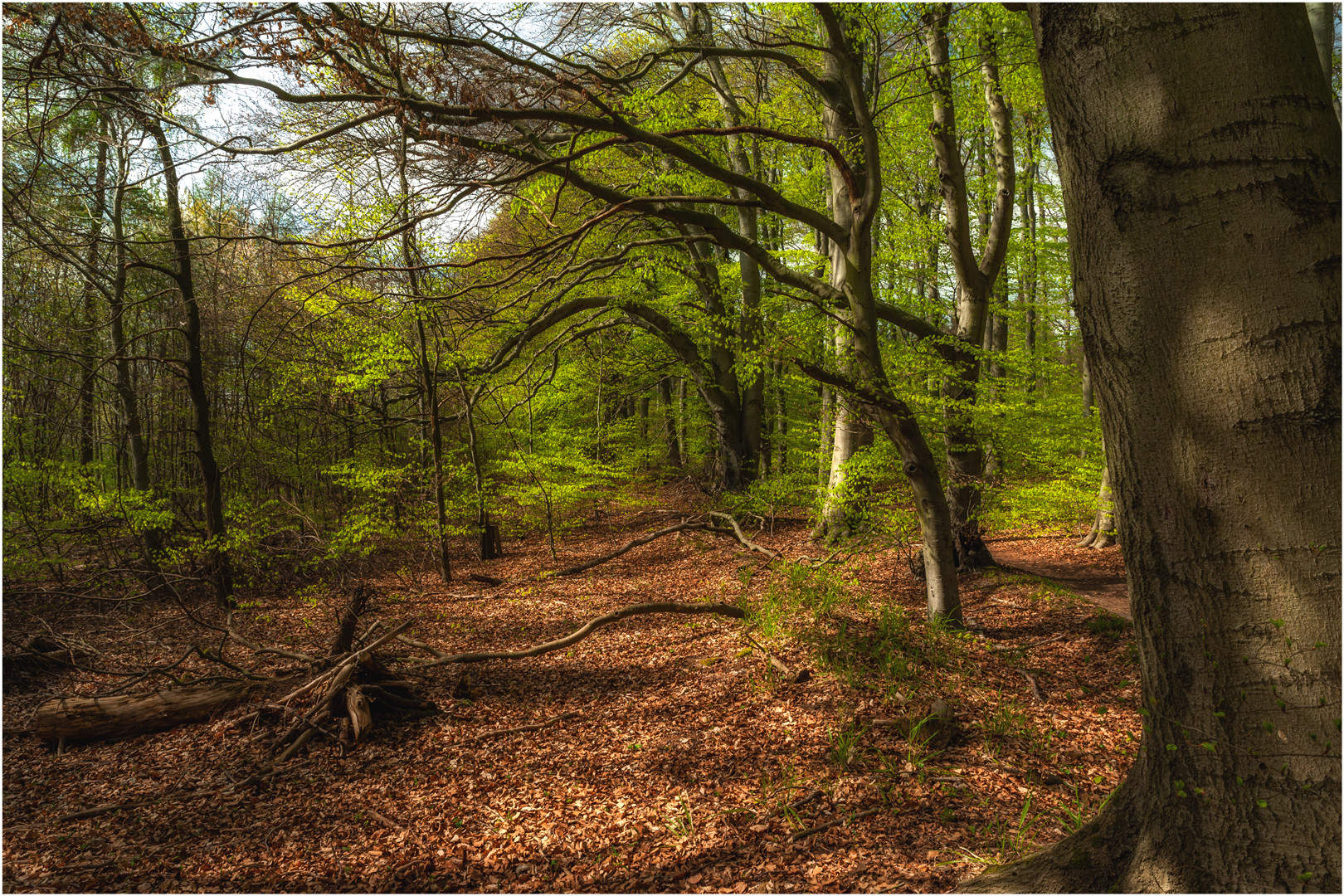 Frühling im Buchenwald