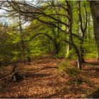 Frühling im Buchenwald