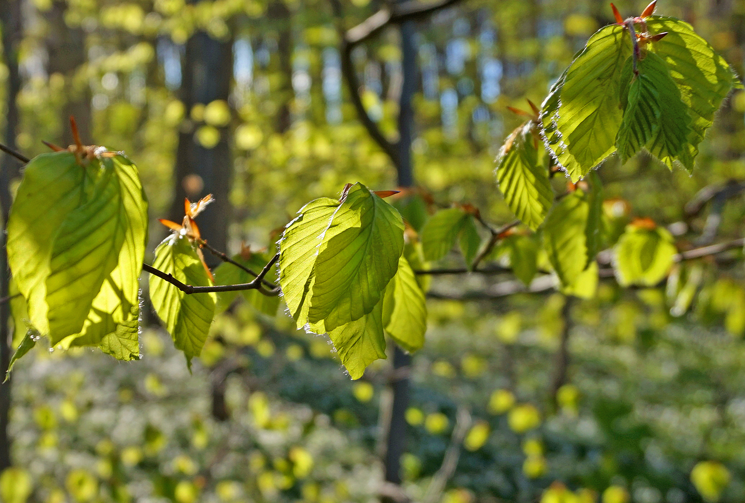 Frühling im Buchenwald