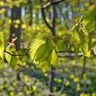 Frühling im Buchenwald