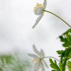 Frühling im Buchenwald