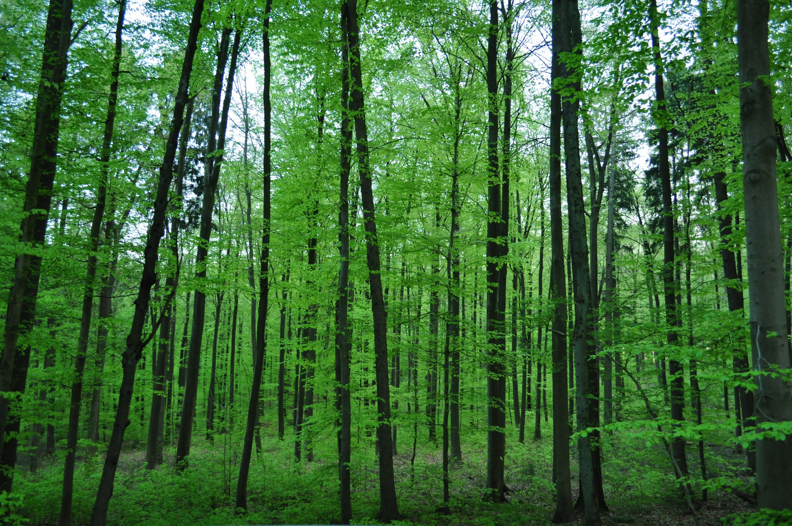 Frühling im Buchenwald bei Gaiberg im Odenwald