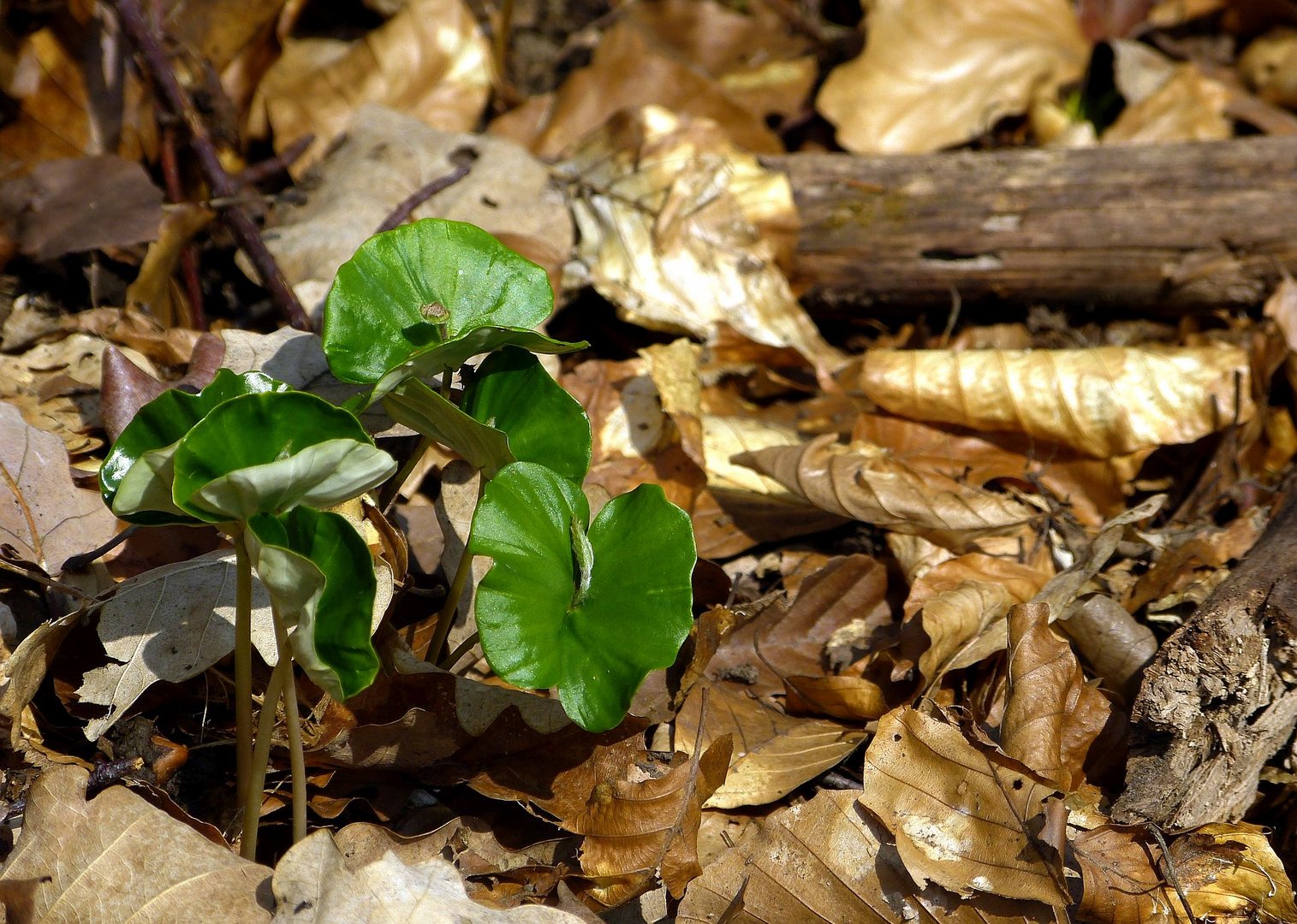 Frühling im Buchenwald****